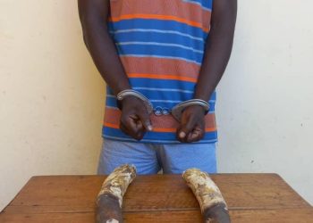 Un présumé trafiquant d’ivoires arrêté avec deux défenses d’éléphants puis déposés