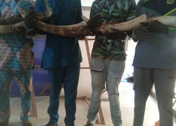 4 présumés trafiquants d’ivoire arrêtés déférés à la prison civile de Kara
