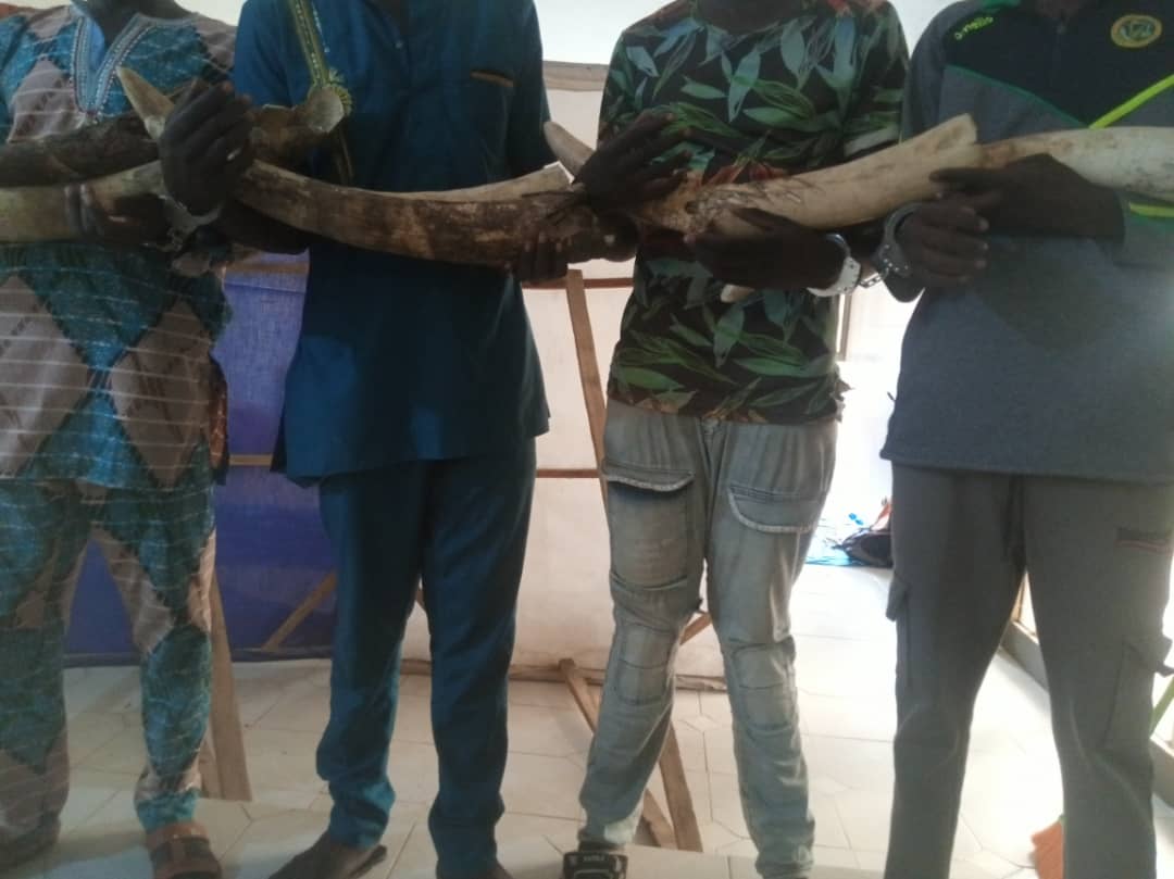 4 présumés trafiquants d’ivoire arrêtés déférés à la prison civile de Kara