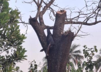 Boffa – Drame : Un homme d’une trentaine d’année retrouvé mort accroché à un arbre