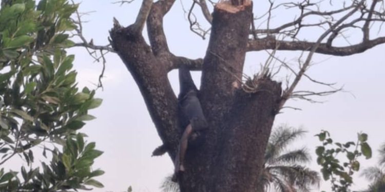 Boffa – Drame : Un homme d’une trentaine d’année retrouvé mort accroché à un arbre