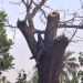 Boffa – Drame : Un homme d’une trentaine d’année retrouvé mort accroché à un arbre