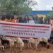 Boké – Humanitaire : La SMB offre des moutons aux communautés impactées par ses travaux et aux autorités