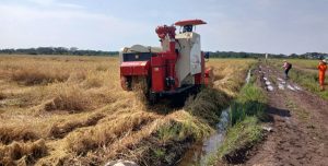 Boké – Agriculture : La 4ème Campagne de Récolte de riz du Consortium SMB-Winning illustre le transfert de technologie